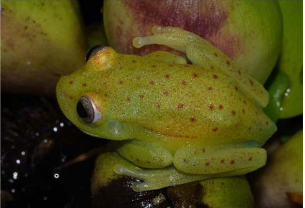 2018 05 fluo phospho tree frog 0