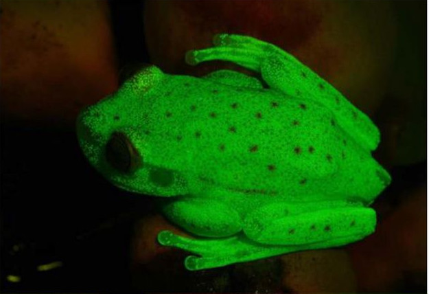 2018 05 fluo phospho tree frog 1