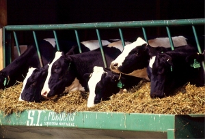 lait cows 526771 pixabay