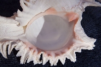 sea-snail-67388-pixabay.jpg