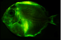 2018 05 fluo phospho fishes journal pone Acanthurus coeruleus